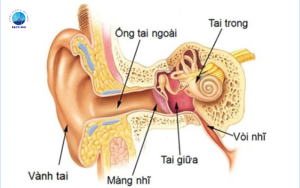 Bệnh viêm tai mũi họng