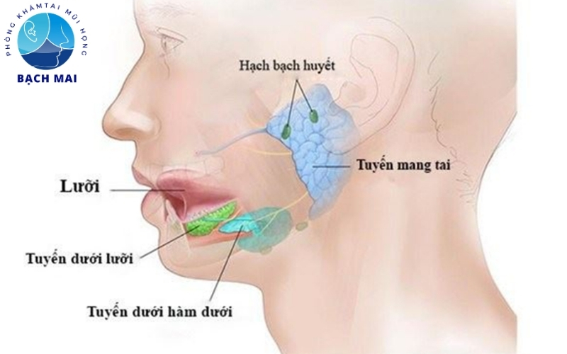 Chi phí phẫu thuật u tuyến mang tai